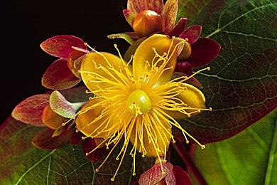 这是可以签的吗？Xbox菲尔·斯宾塞为粉丝的PS5签名